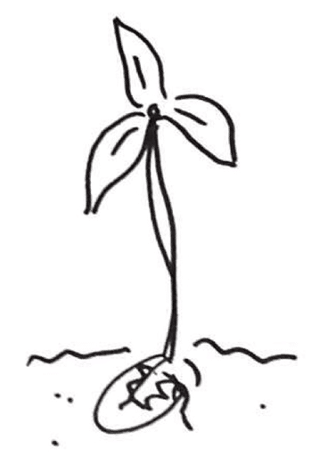 Tekening plantje